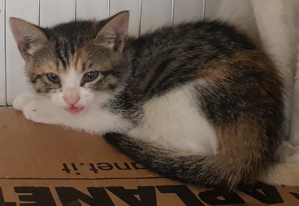 Gattini meravigliosi a Biella Foto 2